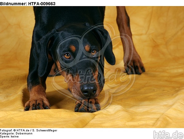 Dobermann verbeugt sich / Doberman Pinscher shows trick / HTFA-009663