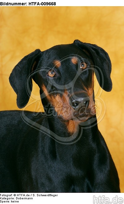 Dobermann Portrait / Doberman Pinscher Portrait / HTFA-009668