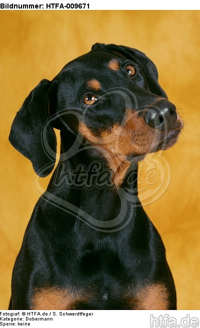 Dobermann Portrait / Doberman Pinscher Portrait / HTFA-009671