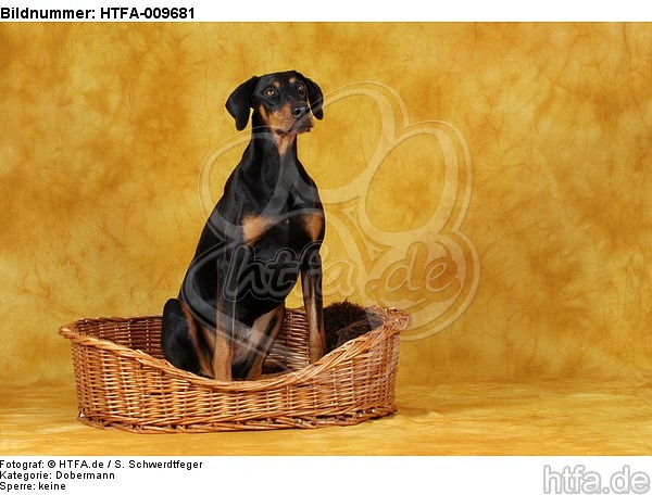 Dobermann im Körbchen / Doberman Pinscher in basket / HTFA-009681