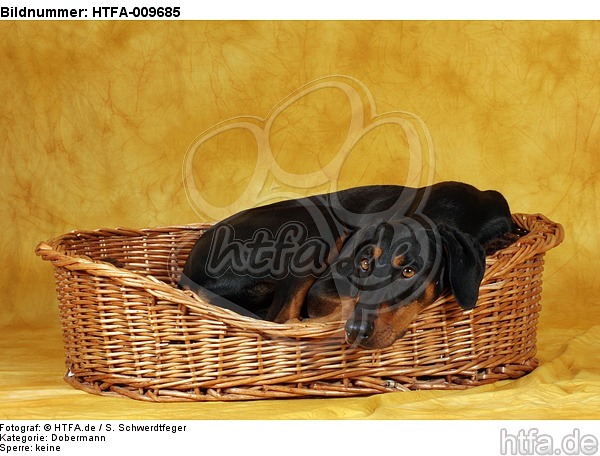 Dobermann im Körbchen / Doberman Pinscher in basket / HTFA-009685