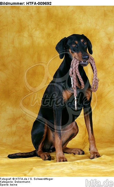 Dobermann apportiert Leine / Doberman Pinscher retrieves leash / HTFA-009692