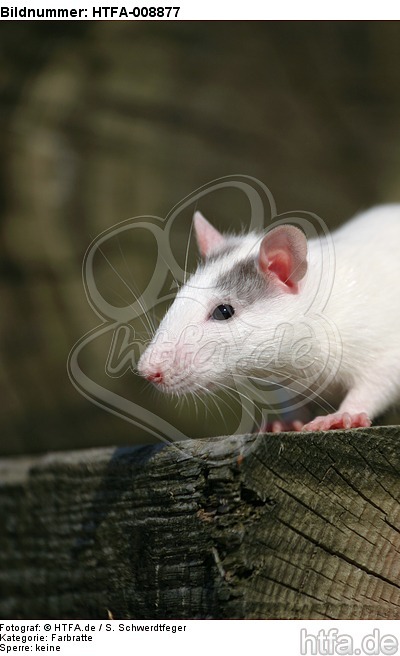 Farbratte / rat / HTFA-008877