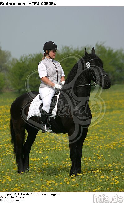 Friese / frisian horse / HTFA-005384