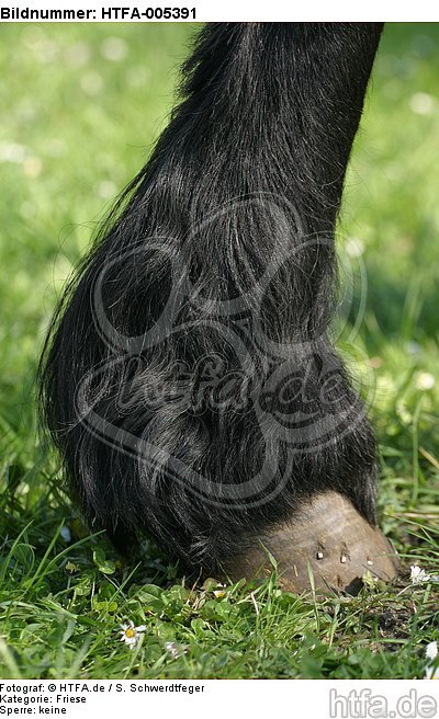 Friesenhuf / frisian hoof / HTFA-005391