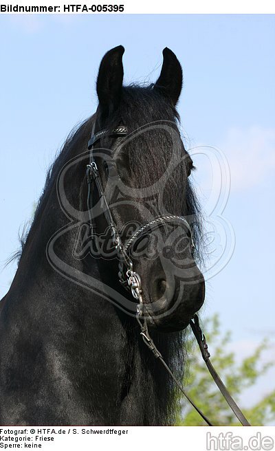 Friese / frisian horse / HTFA-005395