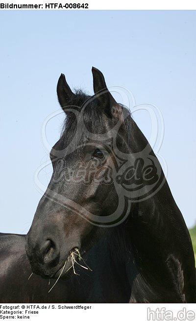 fressen Friese / eating friesian horse / HTFA-008642