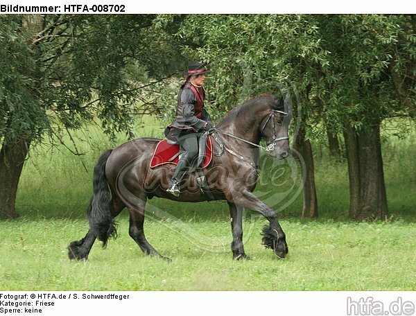 Frau reitet Friese / woman rides friesian horse / HTFA-008702