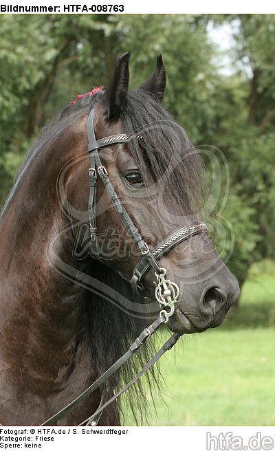 Friese Portrait / friesian horse portrait / HTFA-008763