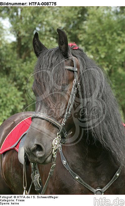 Friese Portrait / friesian horse portrait / HTFA-008775