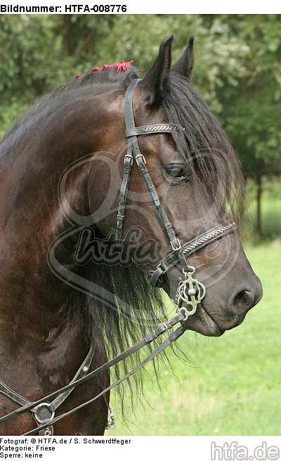 Friese Portrait / friesian horse portrait / HTFA-008776