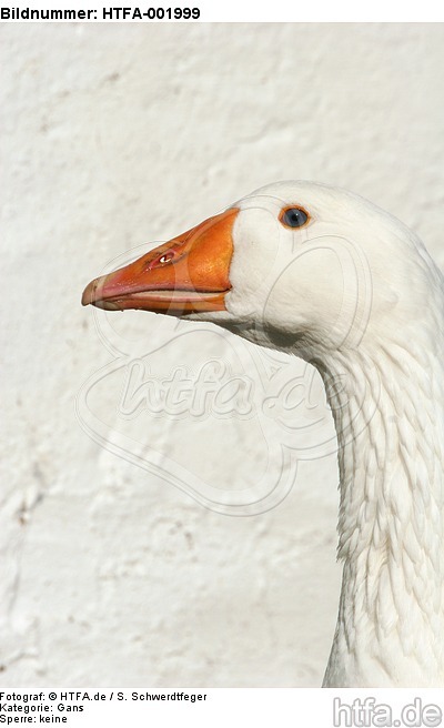 Gans / goose / HTFA-001999