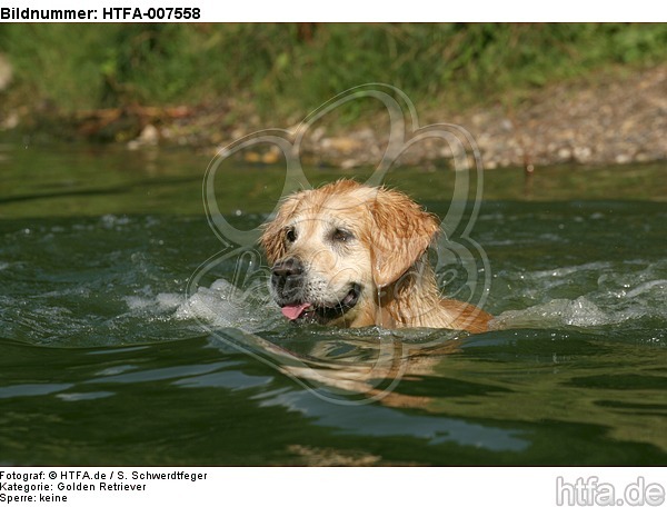 Golden Retriever / HTFA-007558