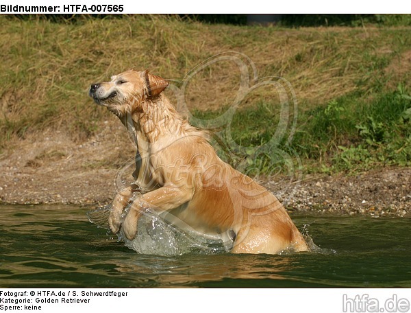 Golden Retriever / HTFA-007565