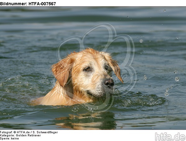 Golden Retriever / HTFA-007567