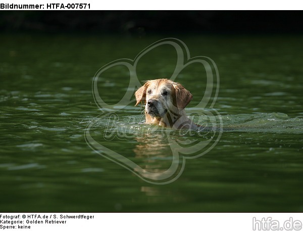 Golden Retriever / HTFA-007571