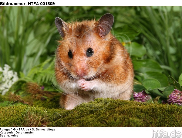 Goldhamster / golden hamster / HTFA-001809