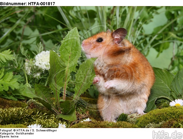 Goldhamster / golden hamster / HTFA-001817