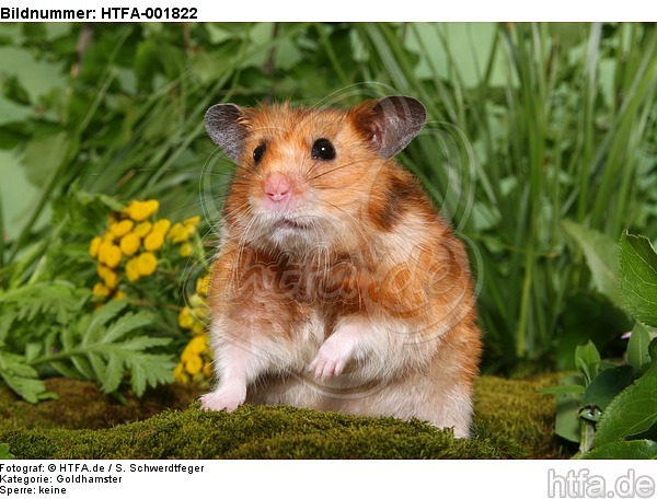 Goldhamster / golden hamster / HTFA-001822