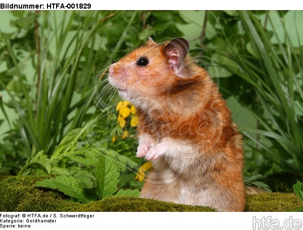 Goldhamster / golden hamster / HTFA-001829