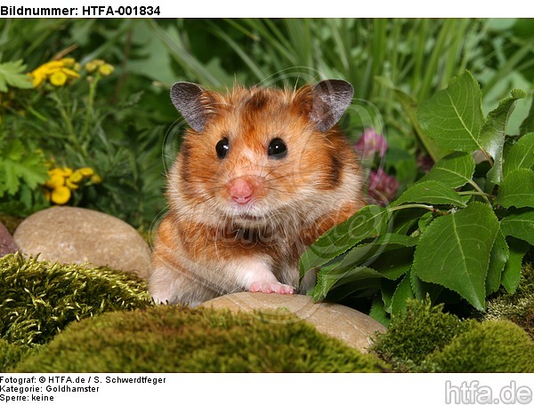 Goldhamster / golden hamster / HTFA-001834