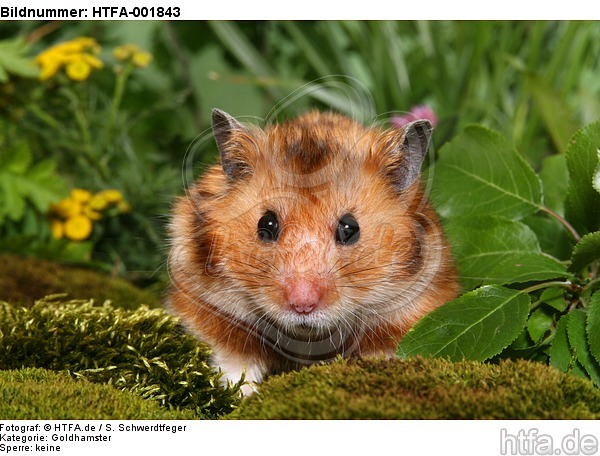 Goldhamster / golden hamster / HTFA-001843