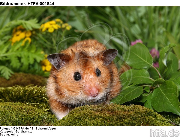 Goldhamster / golden hamster / HTFA-001844