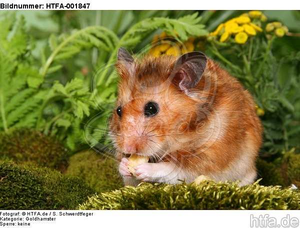 Goldhamster / golden hamster / HTFA-001847