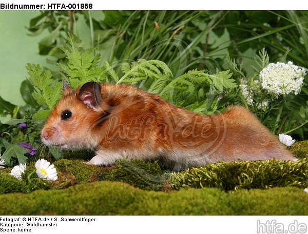 Goldhamster / golden hamster / HTFA-001858