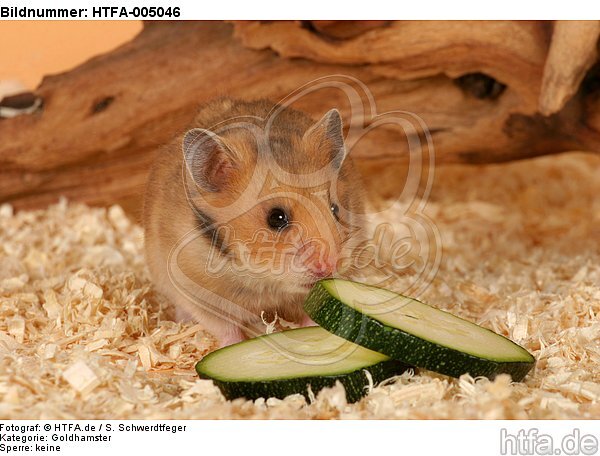 Goldhamster / golden hamster / HTFA-005046