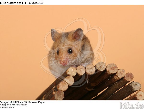 Goldhamster / golden hamster / HTFA-005063