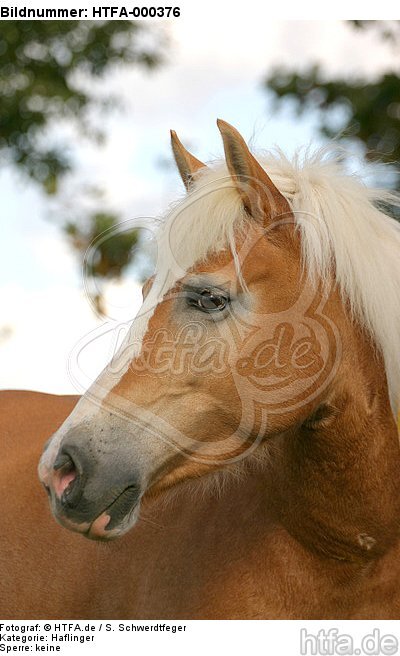 Haflinger Portrait / haflinger horse portrait / HTFA-000376