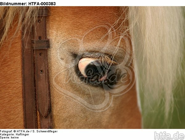 Haflinger Auge / haflinger horse eye / HTFA-000383