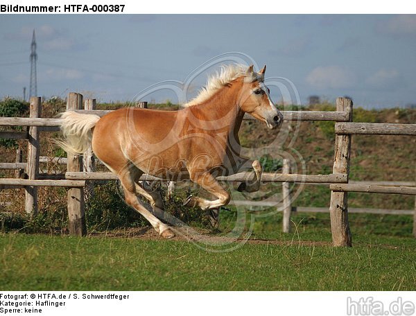 galoppierender Haflinger / galloping haflinger horse / HTFA-000387