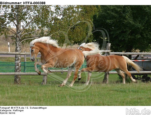 galoppierende Haflinger / galloping haflinger horses / HTFA-000388