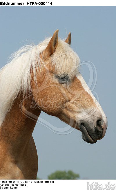 Haflinger Portrait / haflinger horse portrait / HTFA-000414