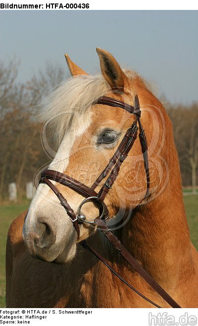 Haflinger Portrait / haflinger horse portrait / HTFA-000436