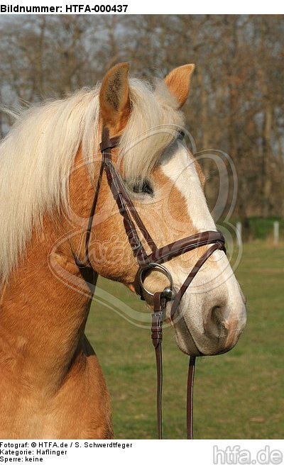 Haflinger Portrait / haflinger horse portrait / HTFA-000437