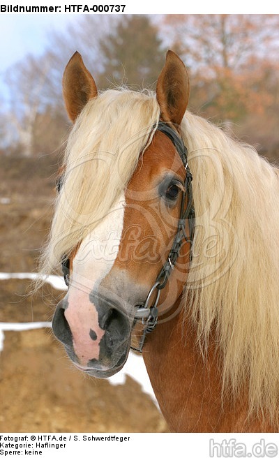 Haflinger Portrait / haflinger horse portrait / HTFA-000737