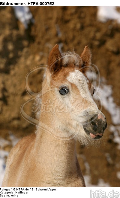 Haflinger Fohlen / haflinger horse foal / HTFA-000752