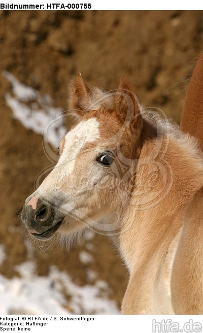 Haflinger Fohlen / haflinger horse foal / HTFA-000755