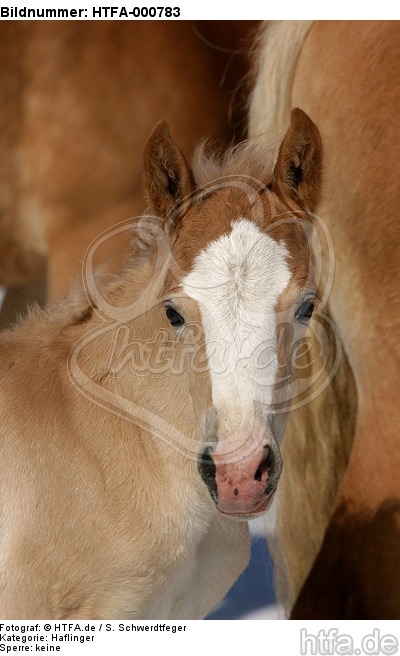 Haflinger Fohlen / haflinger horse foal / HTFA-000783