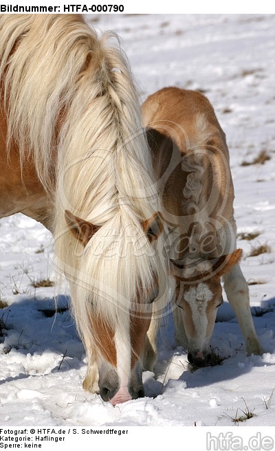 Haflinger / haflinger horses / HTFA-000790