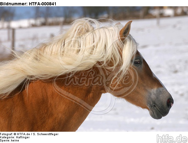 Haflinger Portrait / haflinger horse portrait / HTFA-000841