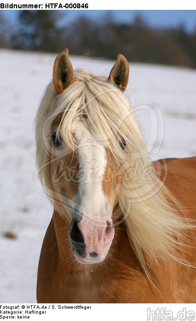 Haflinger Portrait / haflinger horse portrait / HTFA-000846