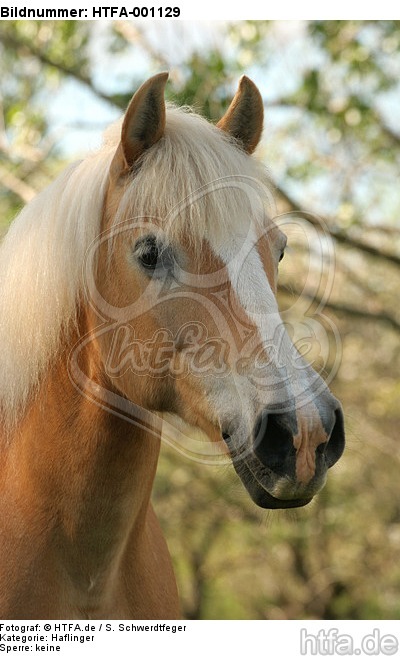 Haflinger Portrait / haflinger horse portrait / HTFA-001129