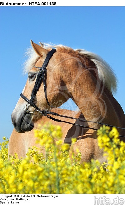 Haflinger Portrait / haflinger horse portrait / HTFA-001138