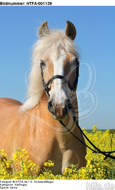 Haflinger Portrait / haflinger horse portrait / HTFA-001139