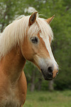 Haflinger Portrait / haflinger horse portrait