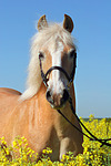 Haflinger Portrait / haflinger horse portrait